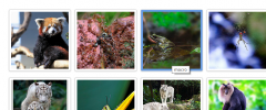 Flickr-stream screenshot 1