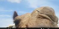 Get Post Image screenshot 5