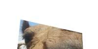 Get Post Image screenshot 8