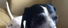 Josie API screenshot 1