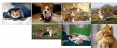 jQuery Masonry Image Gallery screenshot 2