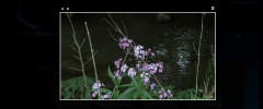 Nova's Gallery screenshot 3