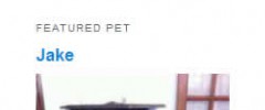 Petfinder Listings screenshot 4