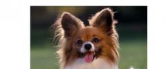 Smart Image Gallery screenshot 2
