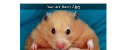 Smart Image Gallery screenshot 4