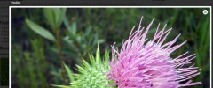 prettyPhoto Media screenshot 1
